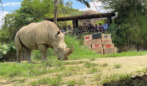Pantaleón, rinoceronte blanco