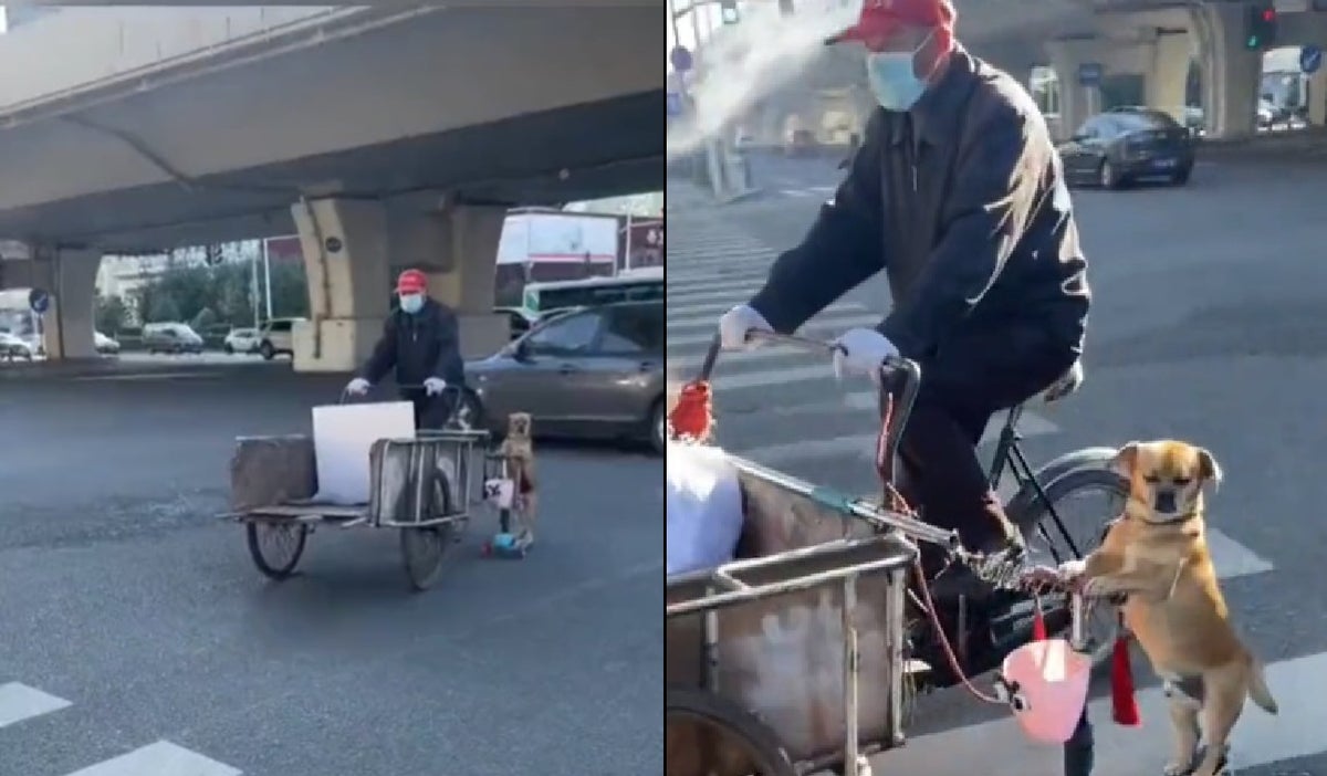 Perrito en Scooter