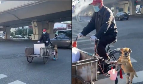 Perrito en Scooter