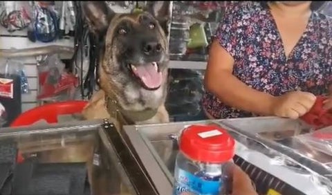 Perrito que atiende una ferretería