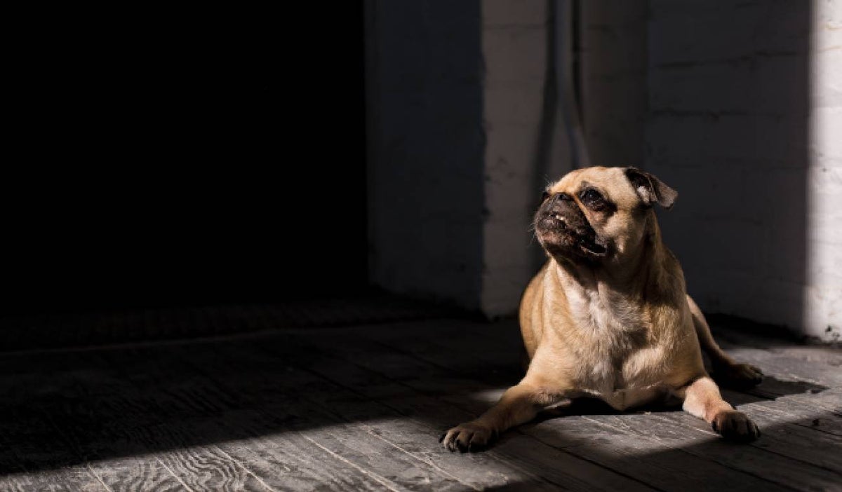 Perro raza pug, imagen referencia