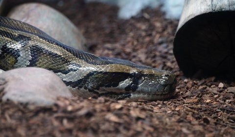 Pitón gigante