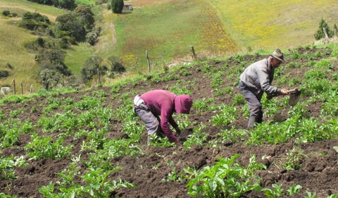 Sector agro