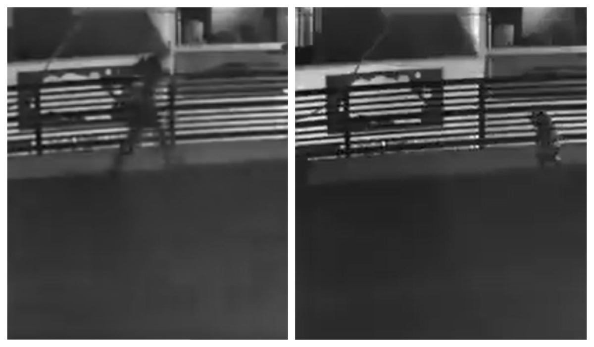 Perros en balcón persiguiendo a ladrón