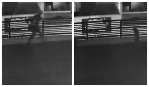 Perros en balcón persiguiendo a ladrón