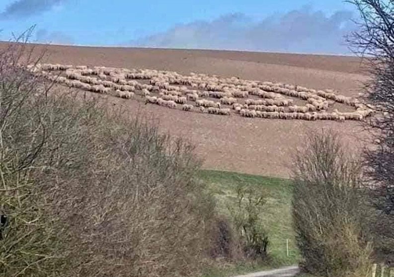 Animales caminando en círculo causan conmoción