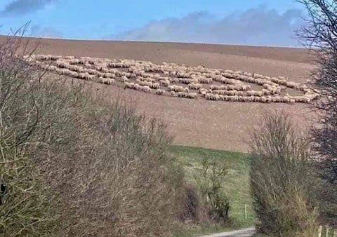 Animales caminando en círculo causan conmoción
