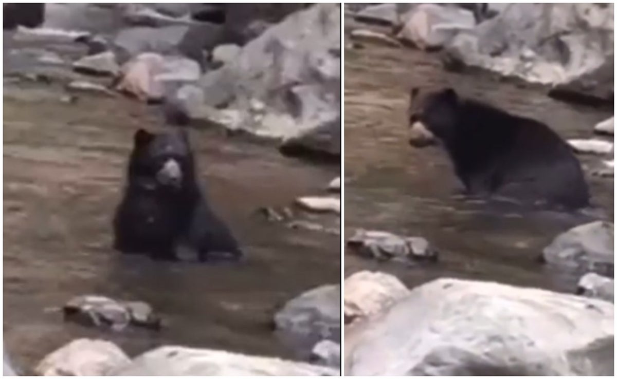 Espectacular avistamiento de un oso de anteojos en el Valle del Cauca