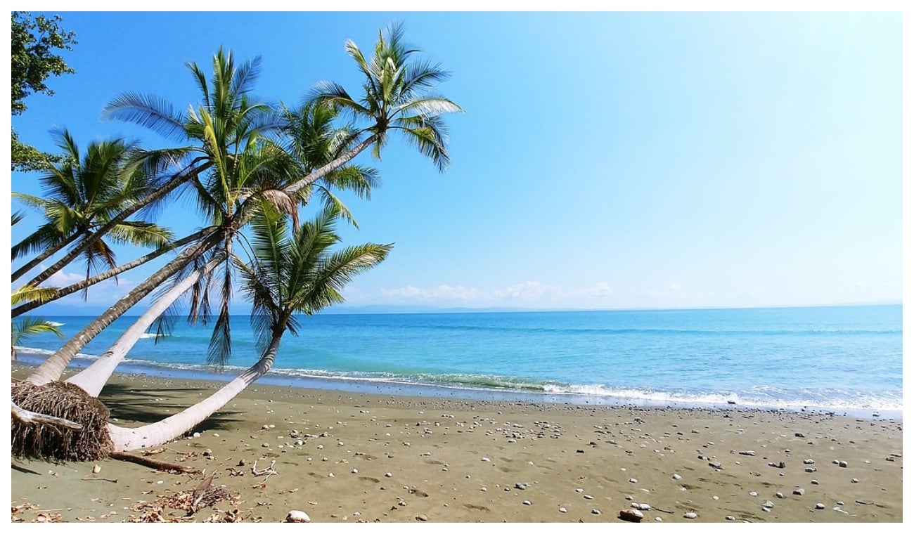 Palmera ubicada en playa de Costa Rica