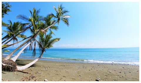 Palmera ubicada en playa de Costa Rica