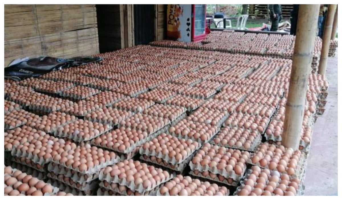 Más de 90.000 huevos fueron encontrados por la Policía Nacional