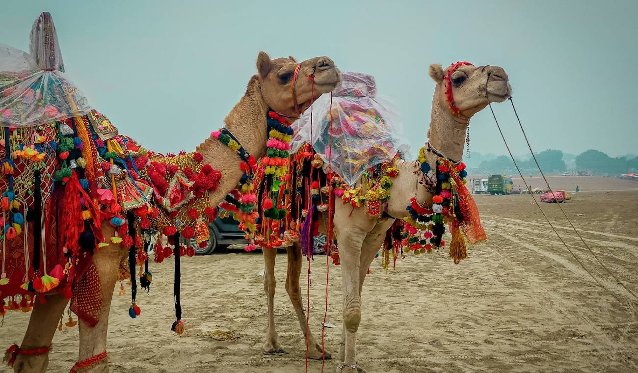 Mejor outfit para montar a camello