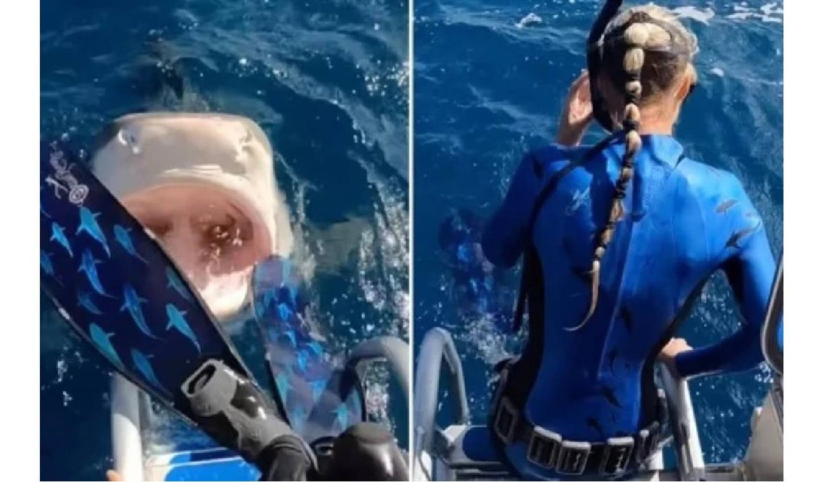 Mujer casi cae en la boca de un tiburón en Hawaii
