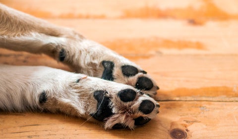 Patas de perro