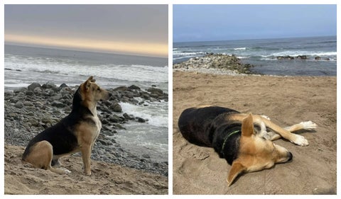 Perrito que espera a su sueño en la orilla de una playa