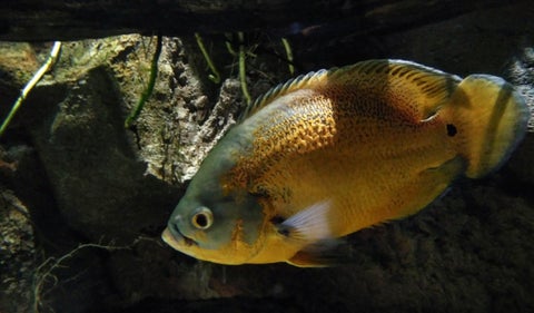 Pez Ciclido de África