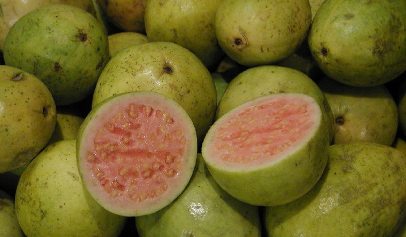 Productores de Guayaba
