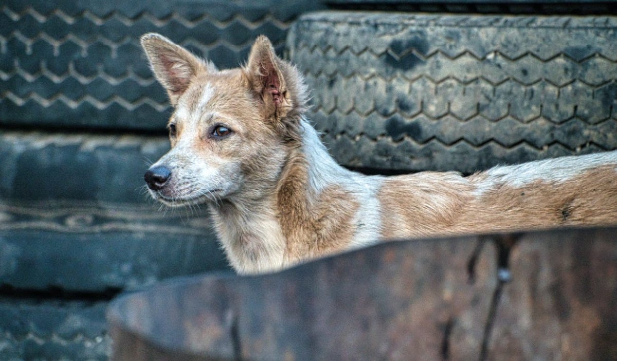 Perro callejero
