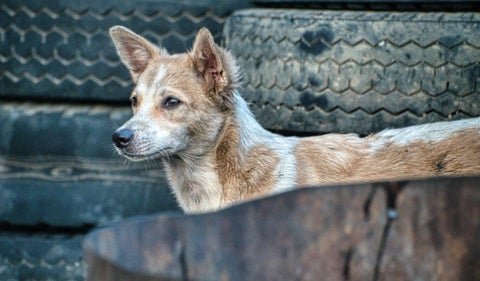 Perro callejero