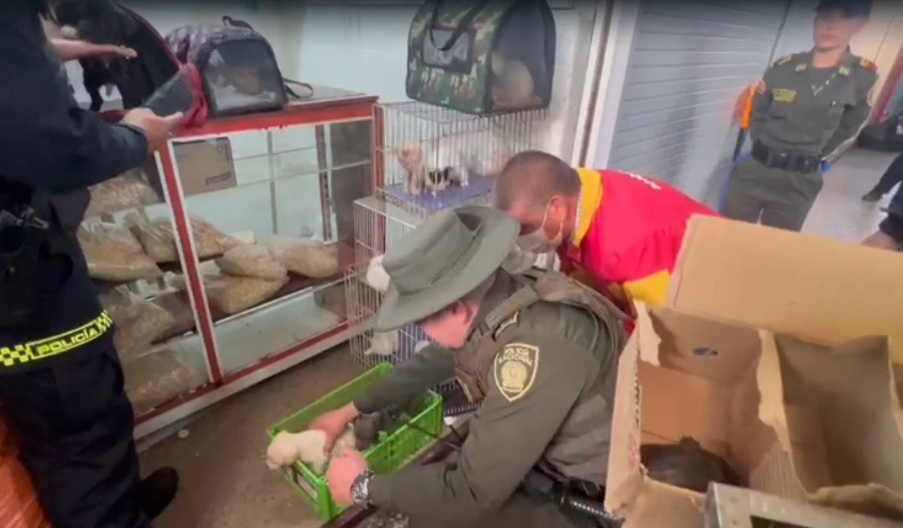 Animales en plazas de mercado de Bogotá