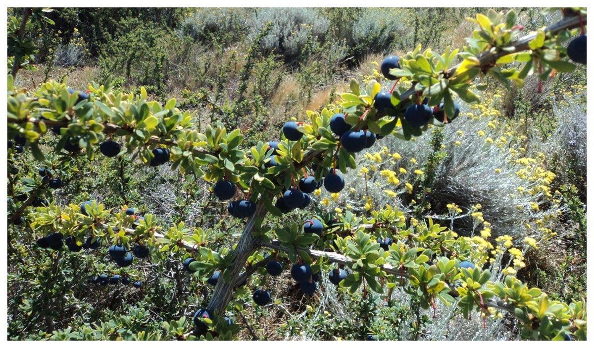 Beneficios de consumir calafateBeneficios de consumir calafate