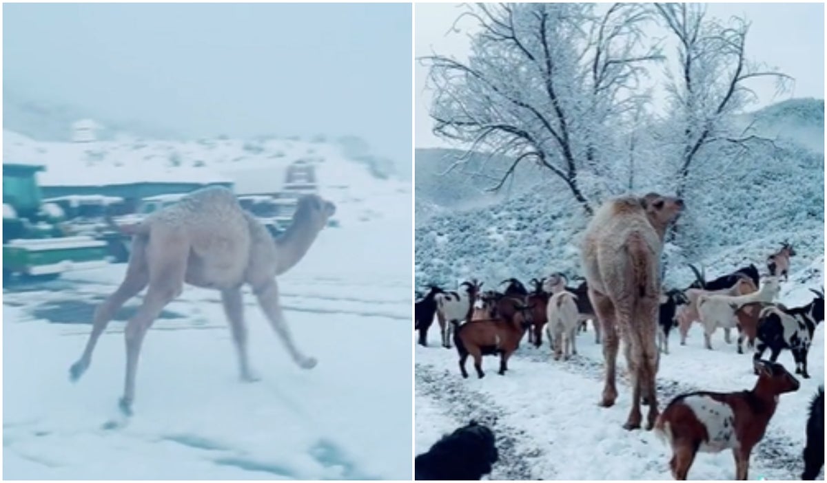 Camello emocionado pisa la nieve por primera vez
