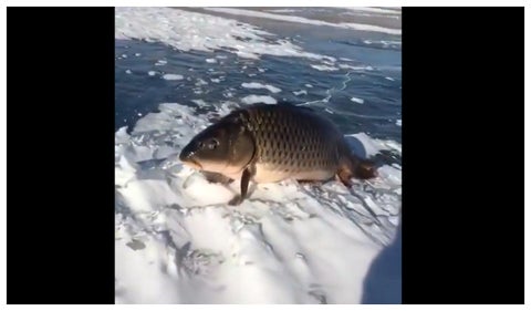 Extraño pez respirando como si estuviera caminando fuera del agua