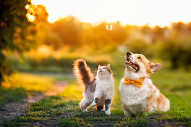 Tenencia de animales domésticos