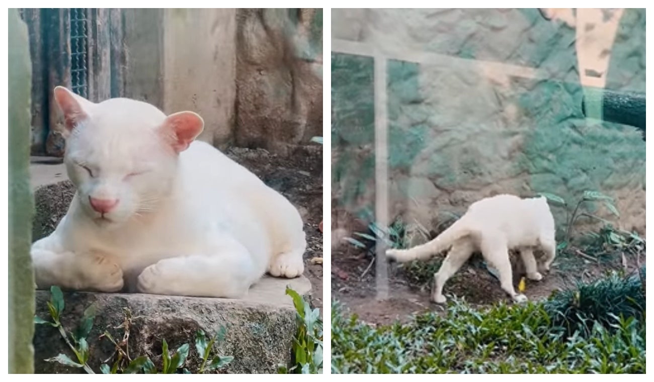 Ocelote blanco que es único en el mundo