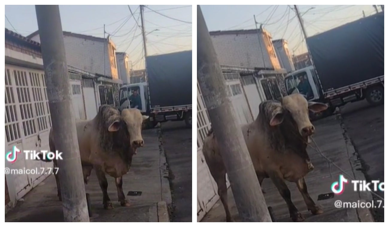 Toro en las calles de Bogotá