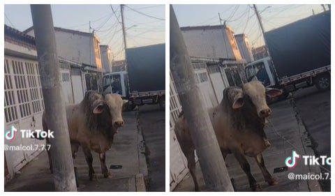 Toro en las calles de Bogotá