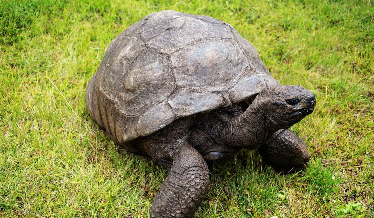 Tortuga gigante Jonathan