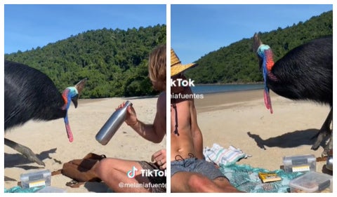 Viajera compartió con ave y es una de las más peligrosas