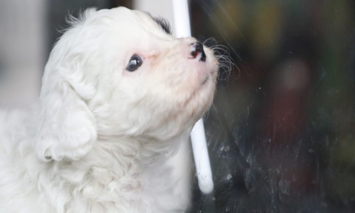 Corte Suprema establece que se pueden embargar las mascotas por sus deudas