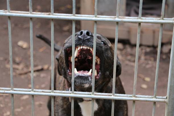 Perro pitbull