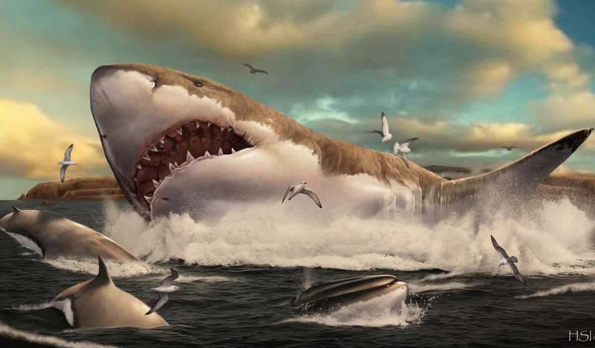 Ilustración del megalodón