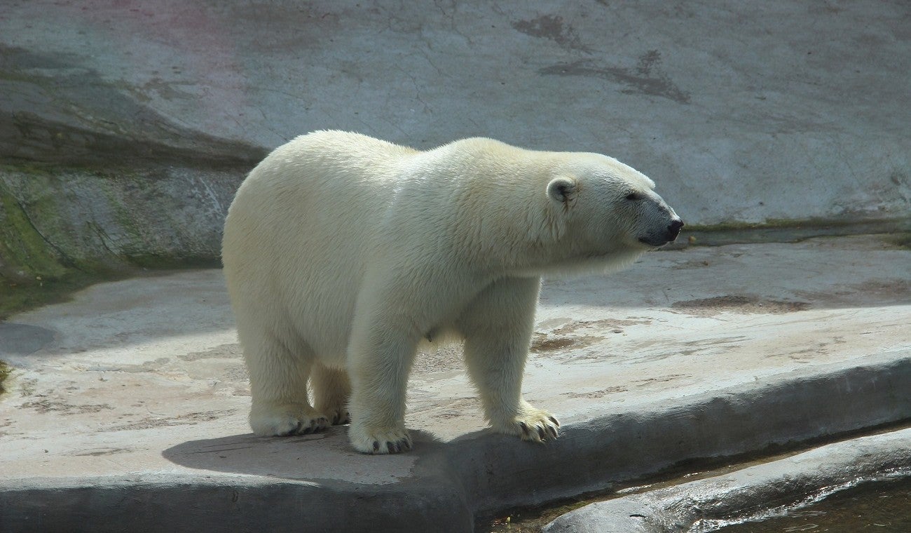 Oso polar