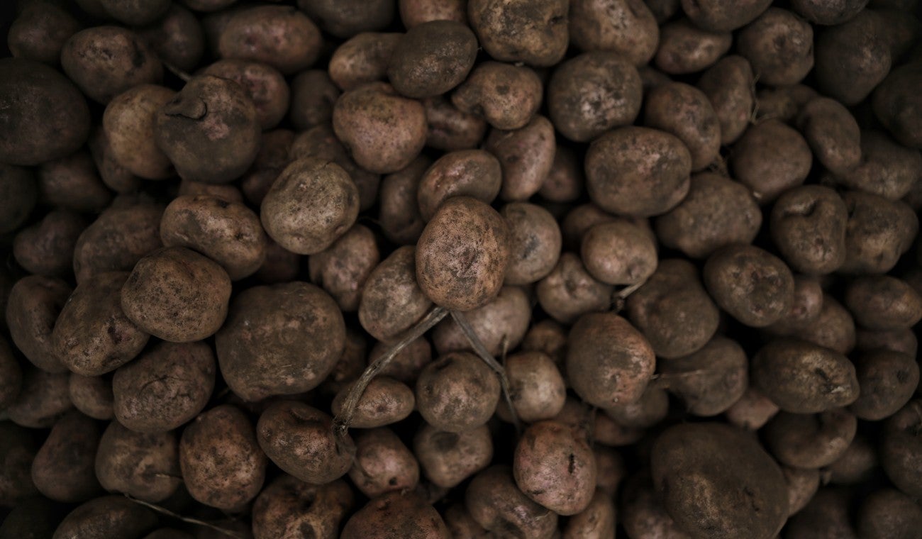 Papa pastusa