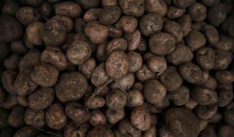 Papa pastusa