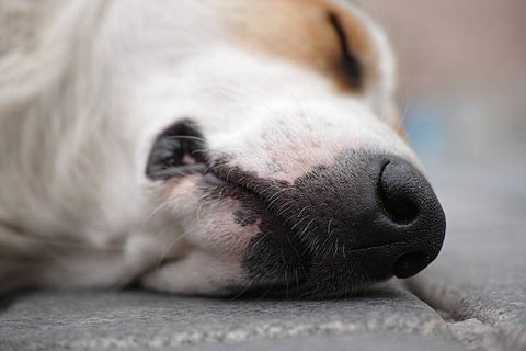 Perro muerto