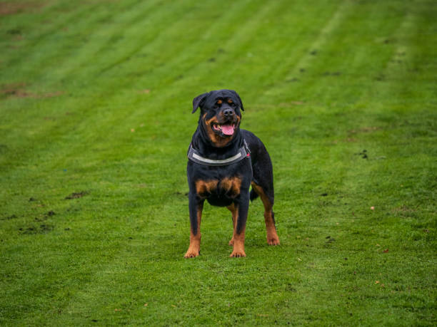 Par de Rottweiler mataron a un niño de 7 años