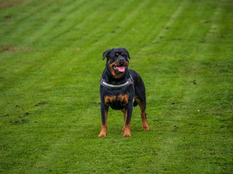Par de Rottweiler mataron a un niño de 7 años