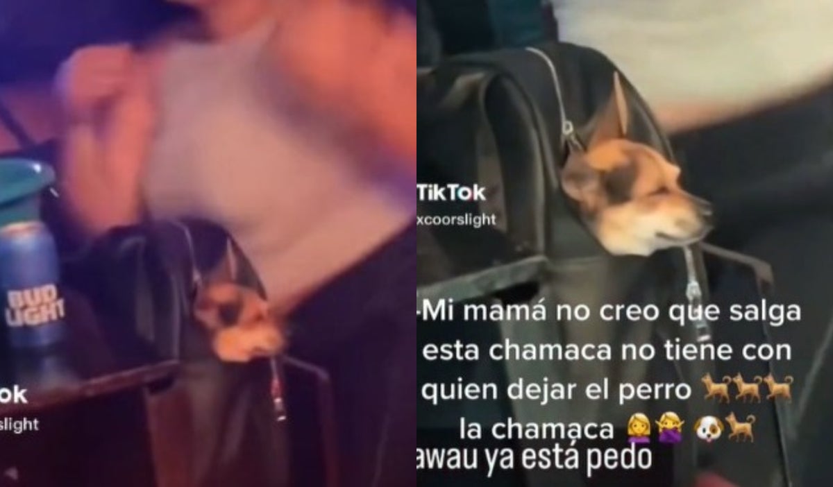 Perrito en discoteca