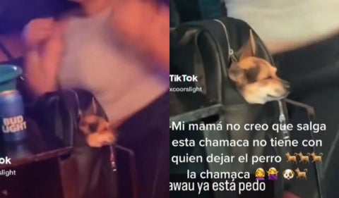 Perrito en discoteca
