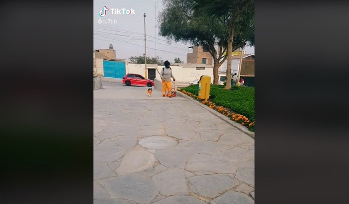 Perrito acompaña a una mujer mientras trabaja como recolectora de basura