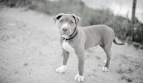 Perro pitbull fue apuñalado