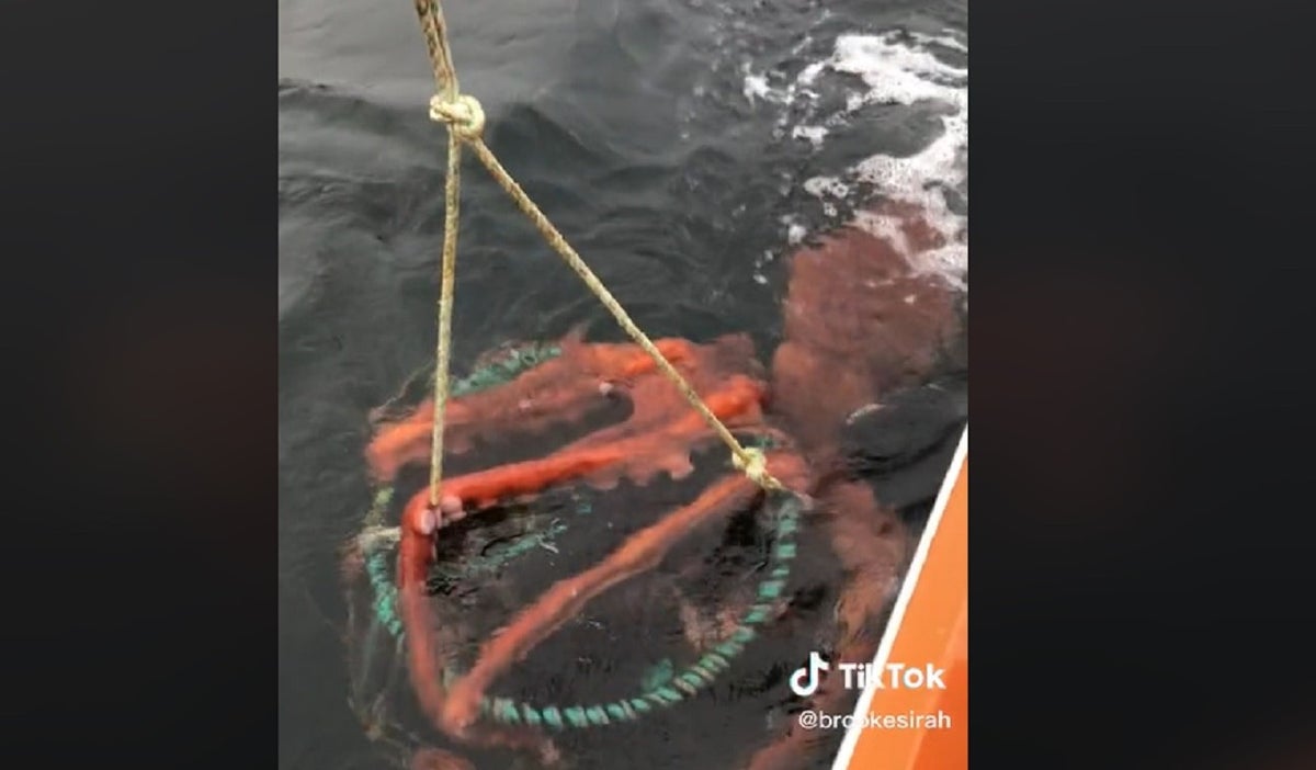 Pulpo gigante