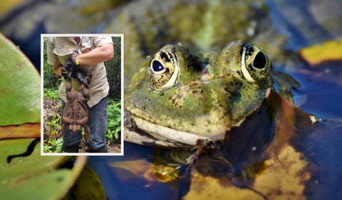 Un sapo de casi tres kilos hallado en bosque de Australia