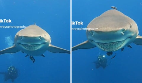 Tiburón le sonrió a buceadora