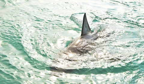 Tiburón